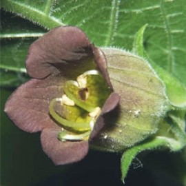 Aropa Belladonna