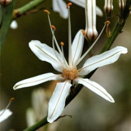Asphodelus Aestivus