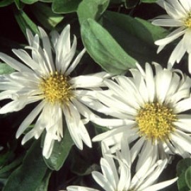 Aster Alpinus Alba