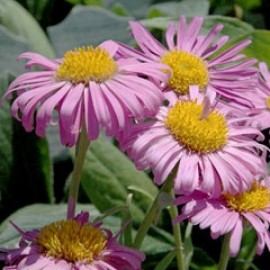 Aster Alpinus Roseus