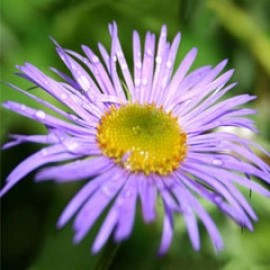 Aster Stracheyi