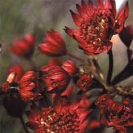 Astrantia Major Hadspen Blood