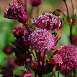Astrantia Major 'Ruby Wedding Series'