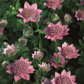 Astrantia Maxima