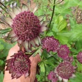 Astrantia Supernova