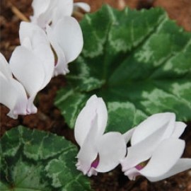 Cyclamen Hederifolium Album