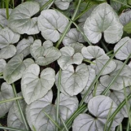 Cyclamen Hederifolium Silver Leaf