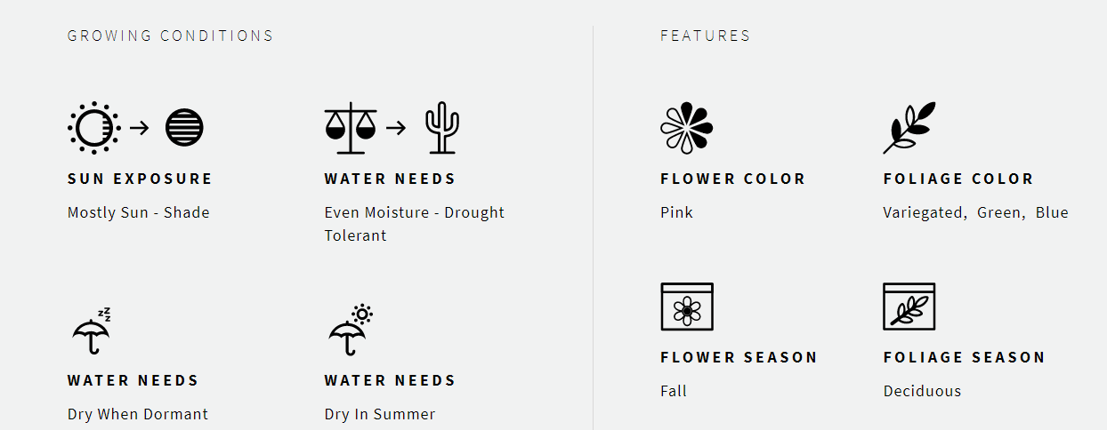 Cyclamen Hederifolium Silver Leaf