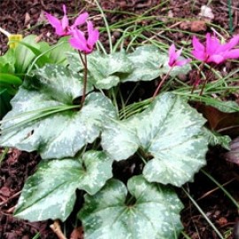 Cyclamen Repandum