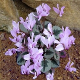 Cyclamen Mirabile 'tilebarn nicholas'