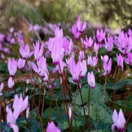Cyclamen Persicum Ex Israel