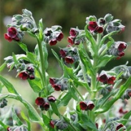Cynoglossum Officinale