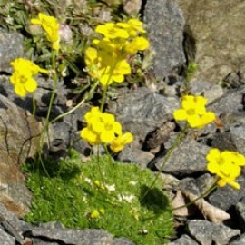 DRABA_DENSIFOLIA
