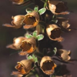 Digitalis Stewartii