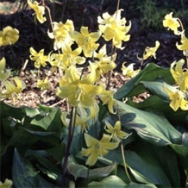 ERYTHRONIUM REVOLUTUM