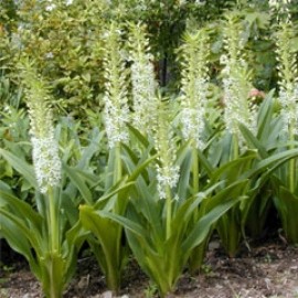 EUCOMIS COMOSA