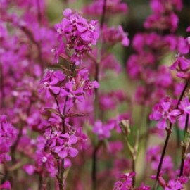 Lychnis Viscaria