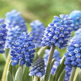 Muscari Aucheri