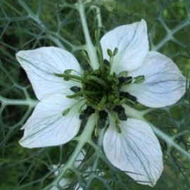 Nigella Kalonji