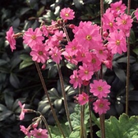 Primula Heucherifolia
