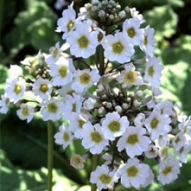 Primula Japonica 'postford white'