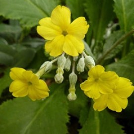 Primula Kewensis