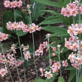 Primula Pulverulenta 'Bartley's Strain'
