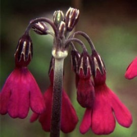 Primula Secundiflora