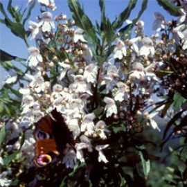 Prostanthera lasianthos
