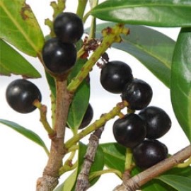 Prunus laurocerasus