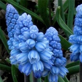 Pseudomuscari Azureum