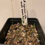 Pseudomuscari Azureum