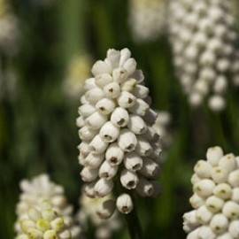 Pseudomuscari Azureum Alba