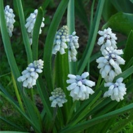 Pseudomuscari Pallens