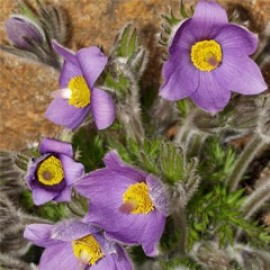 Pulsatilla Campanella