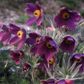 Pulsatilla Vulgaris Mixed