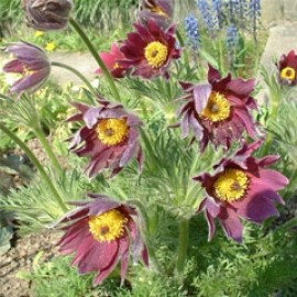 Pulsatilla Vulgaris Rubra