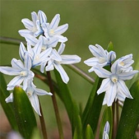 Puschkinia Scilloides