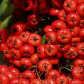 Pyracantha Saphyr Red