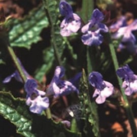 Salvia Repens