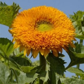 Sunflower 'Orange Sun Doubles'