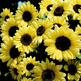 Sunflower 'Valentine'