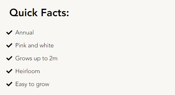 Sweet pea 'lovely lady'