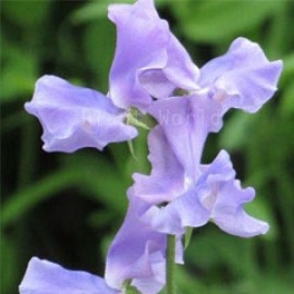 Sweet Pea 'just julia'