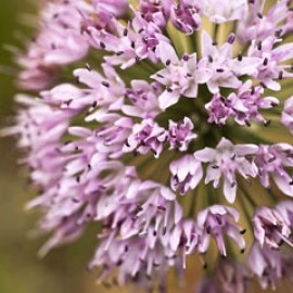 Allium Tanguticum