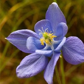 Aquilegia Pyrenaica