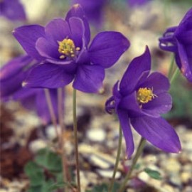 Aquilegia Scopulorum