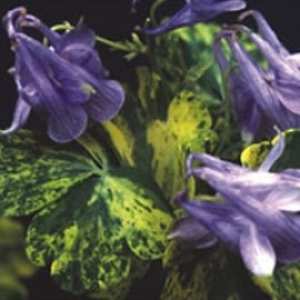 Aquilegia 'Woodside Blue'