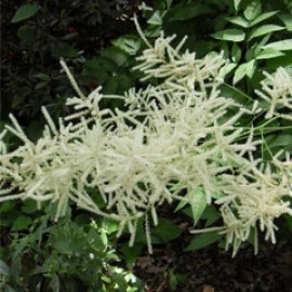 Aruncus Dioicus Kamtschaticus
