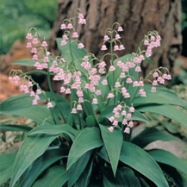 Convallaria Majalis Pink Bells
